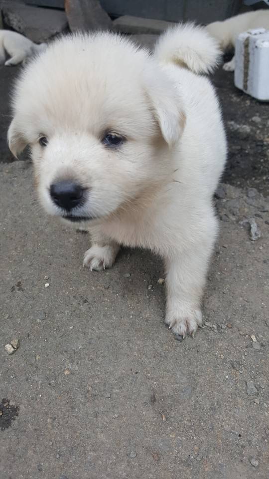 좀 전에 회사 앞 슈퍼에서 찍은 댕댕이들.jpg | 인스티즈