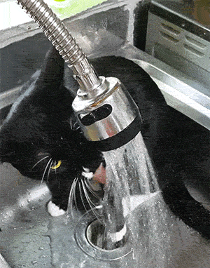 고양이가 물을 이상하게 마셔요 ◐◐...◑◑ | 인스티즈