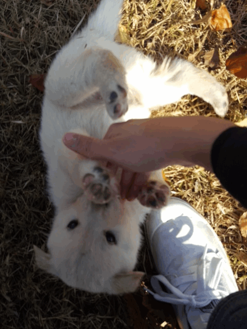 강아지 8남매.gif | 인스티즈