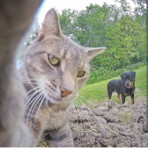 각도를 아는 고양이 | 인스티즈