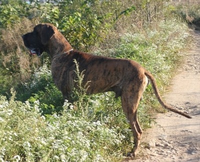 우리개는 안물어요~ | 인스티즈