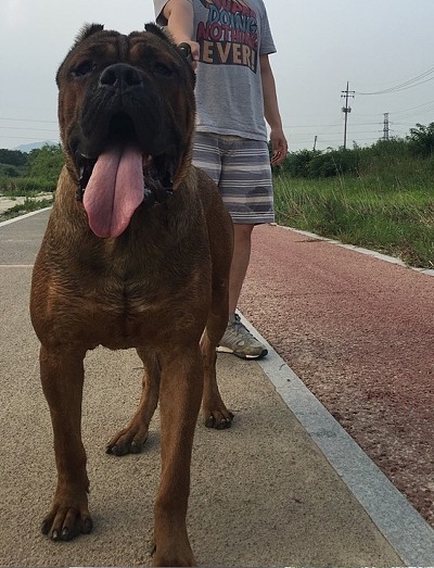 우리개는 안물어요~ | 인스티즈