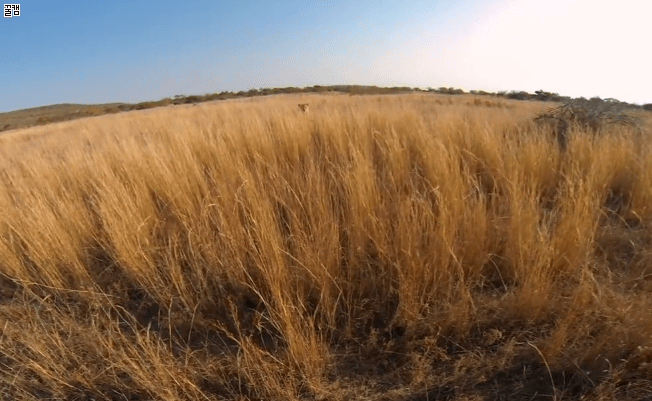 격하게 반겨주는 사냥이들 | 인스티즈