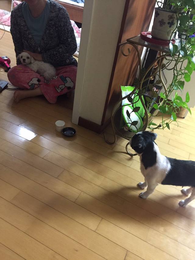 유기견이 왔습니다 | 인스티즈