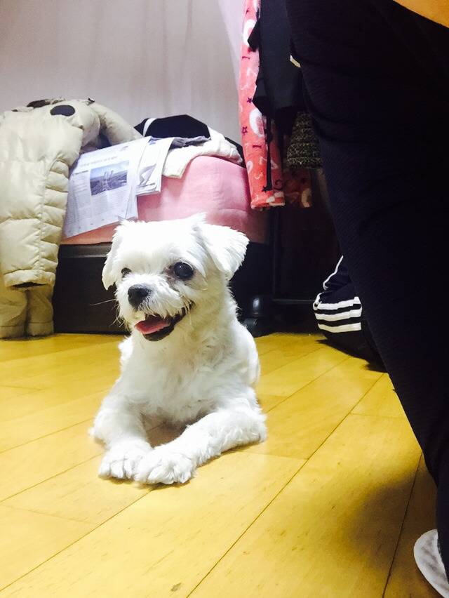 유기견이 왔습니다 | 인스티즈