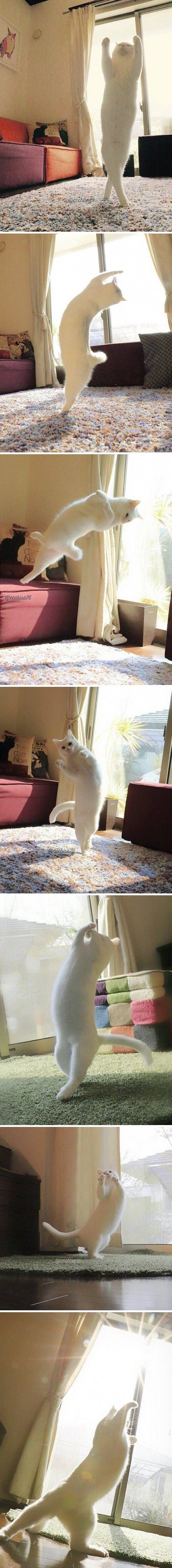 고양이로 환생한 발레리나 | 인스티즈