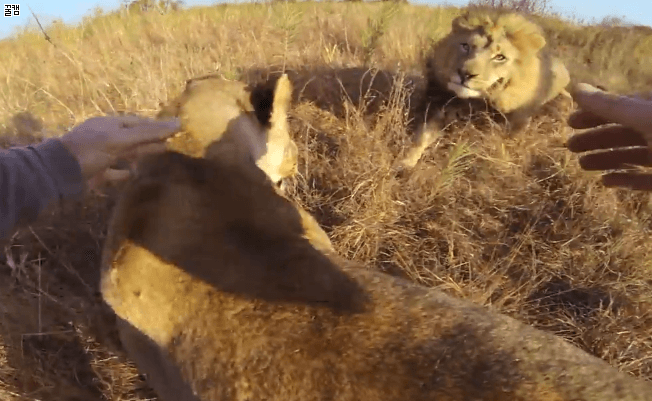 격하게 반겨주는 사냥이들 | 인스티즈