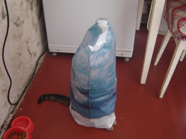 나 찾아보라냥~ | 인스티즈