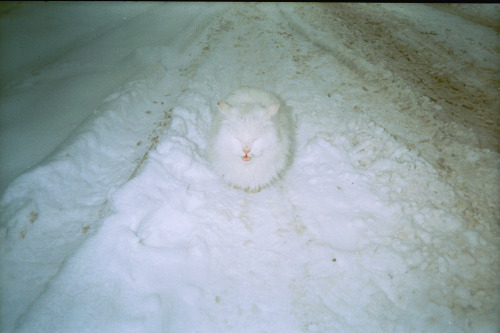 나 찾아보라냥~ | 인스티즈