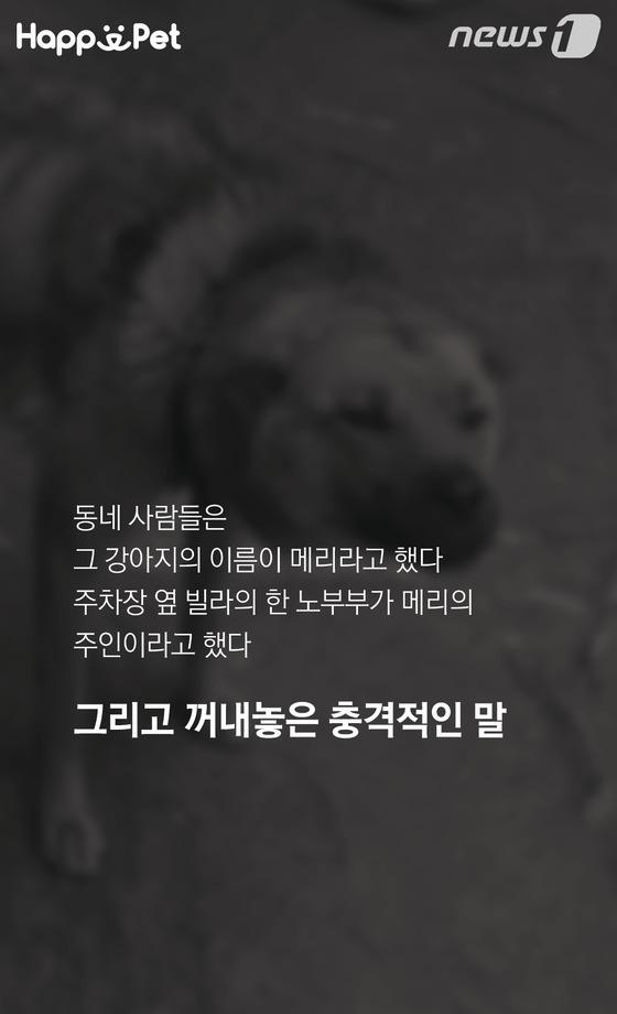 흑석동 강아지 염산테러사건의 전말 | 인스티즈