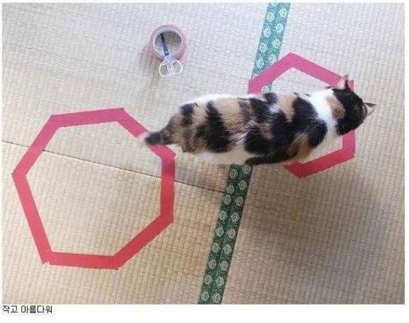 신기한 냥이 종특.jpg | 인스티즈