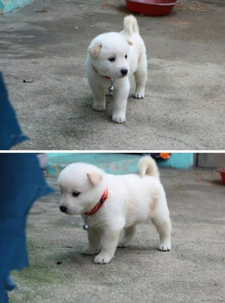 시골 멍뭉이의 정석 | 인스티즈