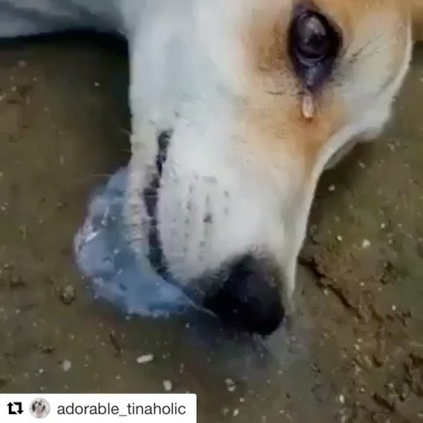 강아지 밥에 쥐약 넣고 도망간 천하의 .....jpg | 인스티즈