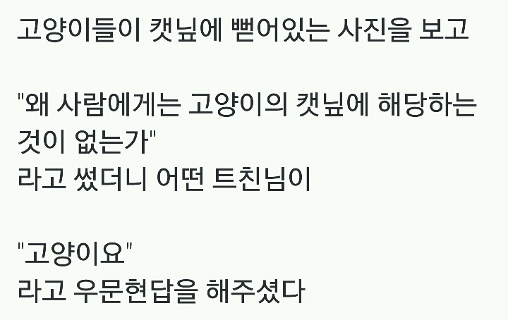 왜 사람에게는 고양이의 캣닢에 해당하는 것이 없는가.twt | 인스티즈