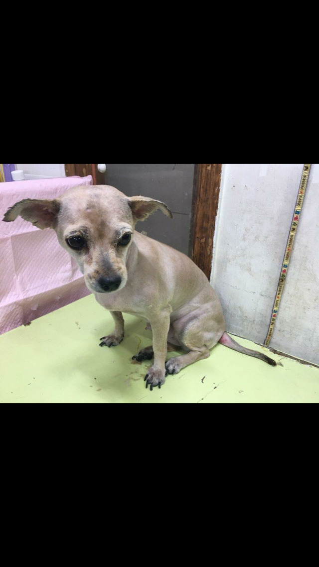 안락사까지 10일 밖에 남지않았습니다 도와주세요 | 인스티즈