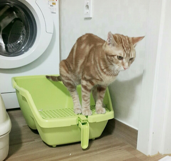 발에 응아 닿는게 싫었던 우리집 냥이 ㅋㅋ | 인스티즈