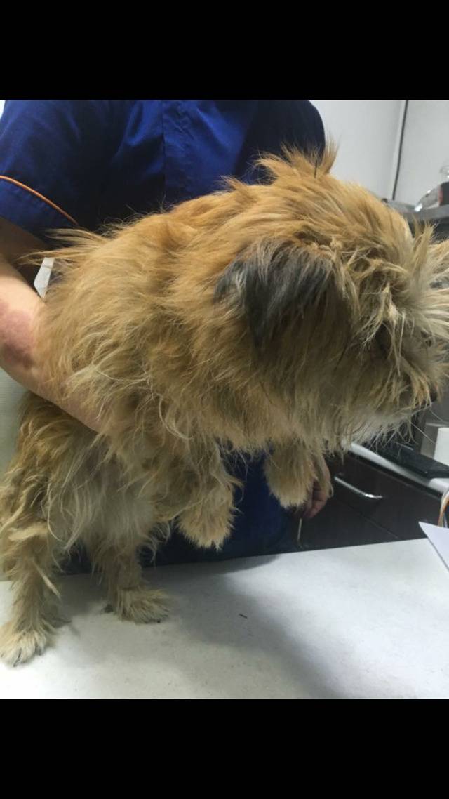 안락사까지 10일 밖에 남지않았습니다 도와주세요 | 인스티즈