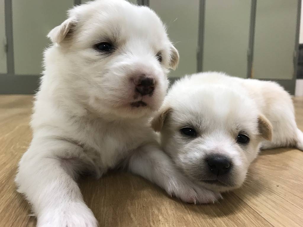 강아지.jpg | 인스티즈