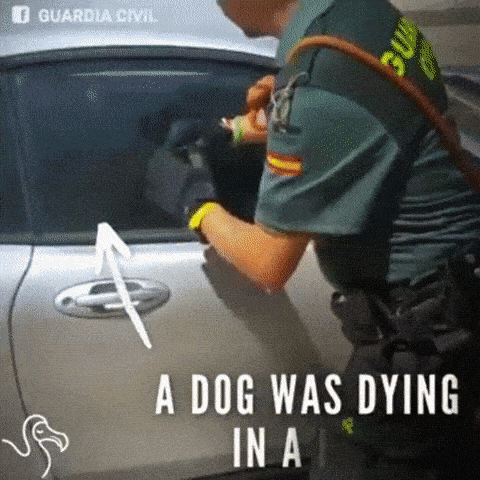 뜨거운 차량에서 구출된 개.gif | 인스티즈