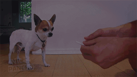 강아지를 속여서 약 먹이는 7가지 방법 | 인스티즈