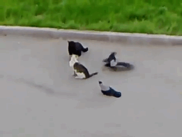 까마귀 : ㅋㅋㅋ ㅂㅅ들 | 인스티즈