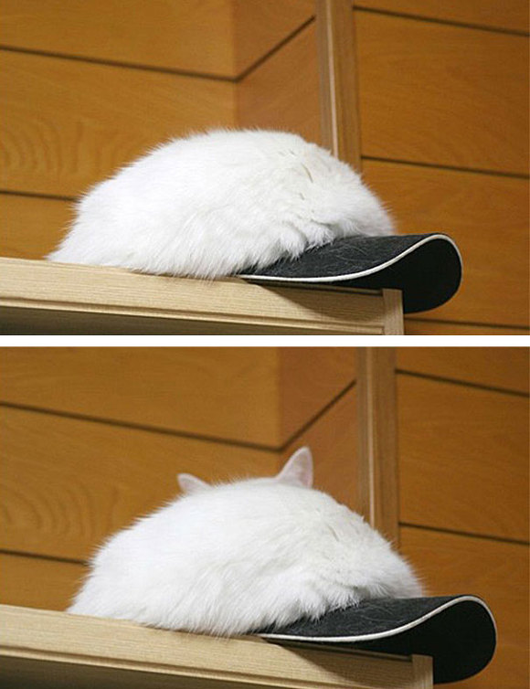 나 찾아보라냥~ | 인스티즈