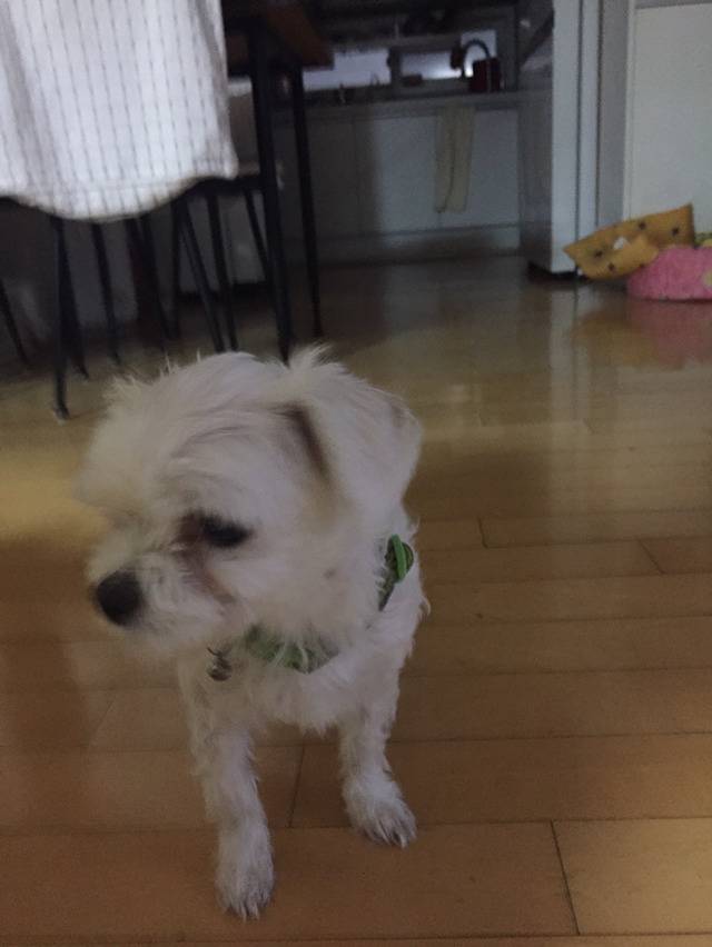 유기견이 왔습니다 | 인스티즈