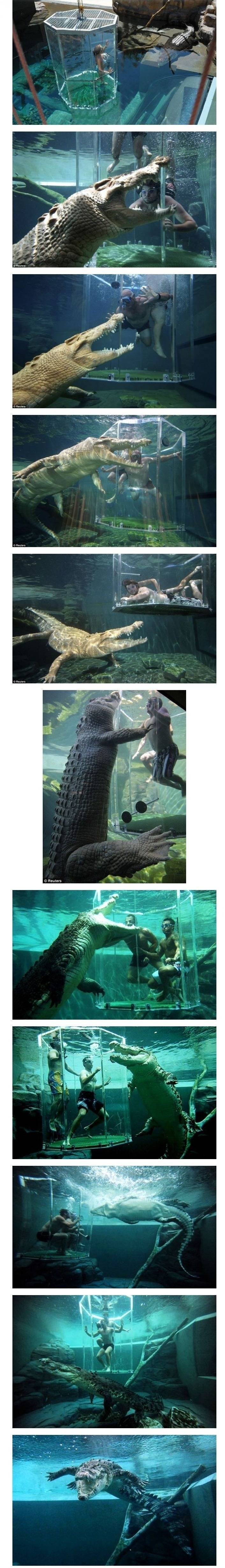 악어 먹이체험 | 인스티즈