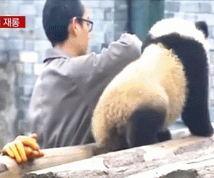 귀여운 판다.gif | 인스티즈
