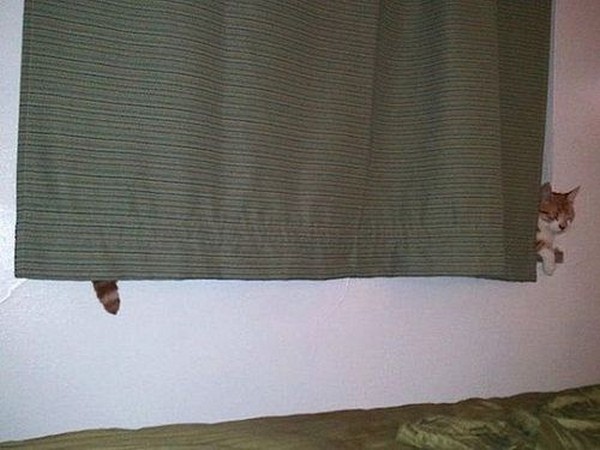 나 찾아보라냥~ | 인스티즈