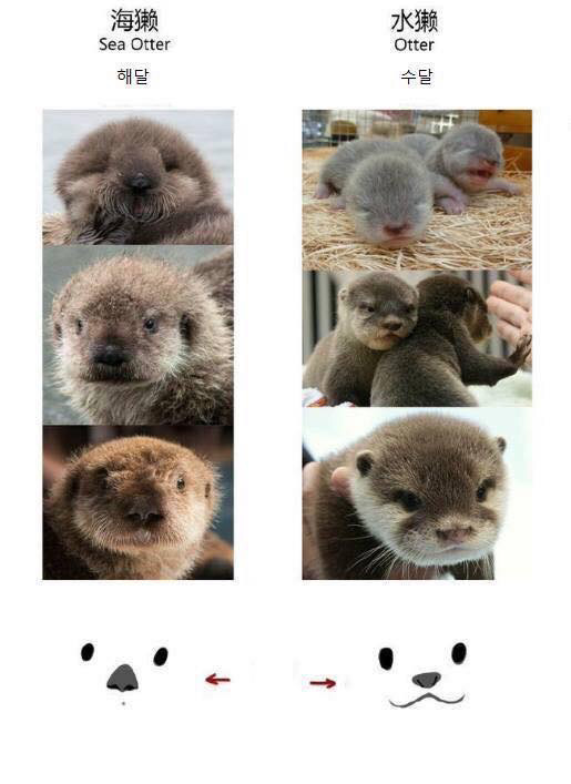 해달과 수달 구별하는 법 | 인스티즈