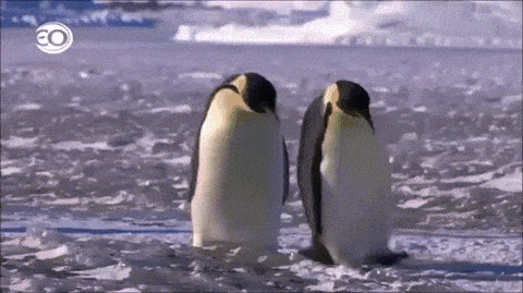 펭귄 다큐멘터리 찍는게 어려운 이유.gif | 인스티즈