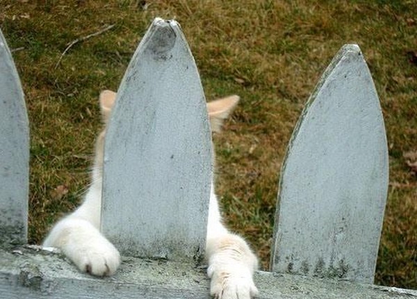 나 찾아보라냥~ | 인스티즈