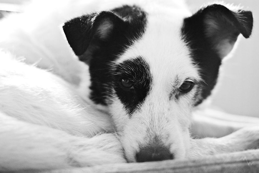 두 번 파양당한 뒤에 진짜 가족을 찾은 강아지 | 인스티즈