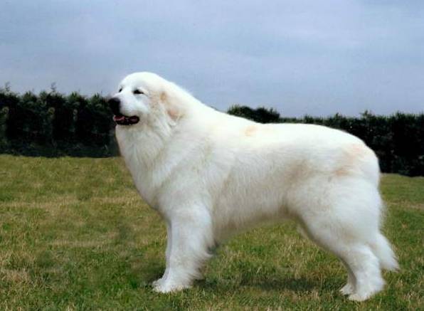 그레이트 피레니즈에 대하여 | 인스티즈