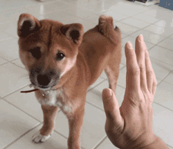 멍멍이랑 하이파이브하기....gif | 인스티즈