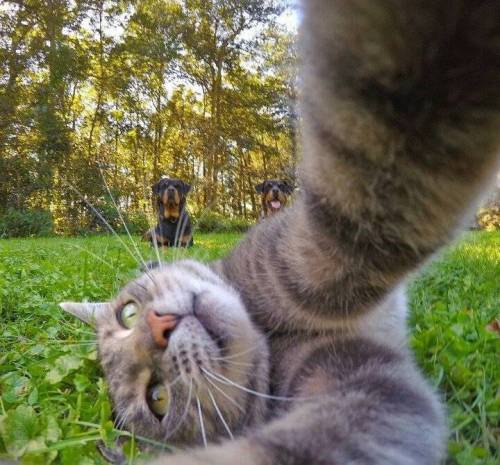 각도를 아는 고양이 | 인스티즈
