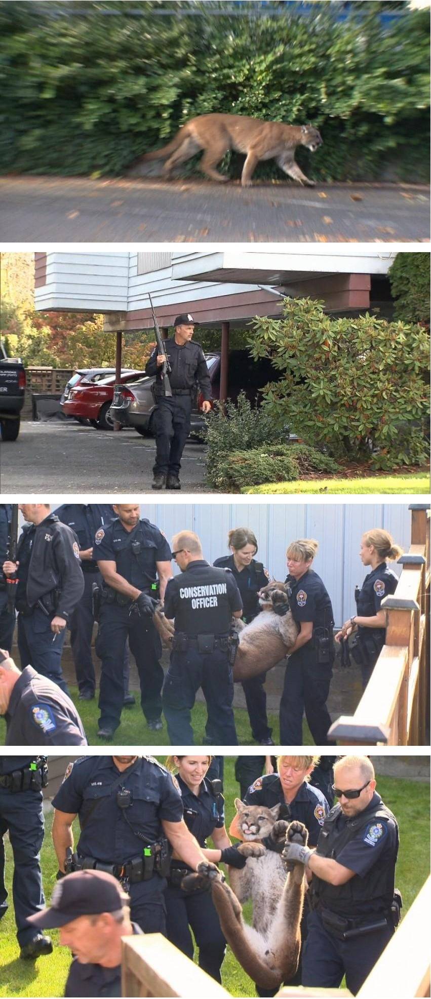 미국의 길냥이 포획.... | 인스티즈