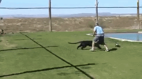 목숨걸고 냥이랑 놀아주는 집사 | 인스티즈