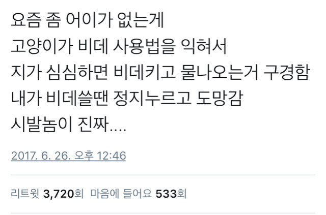 고양이가 너무 똑똑하면 생기는 일 | 인스티즈