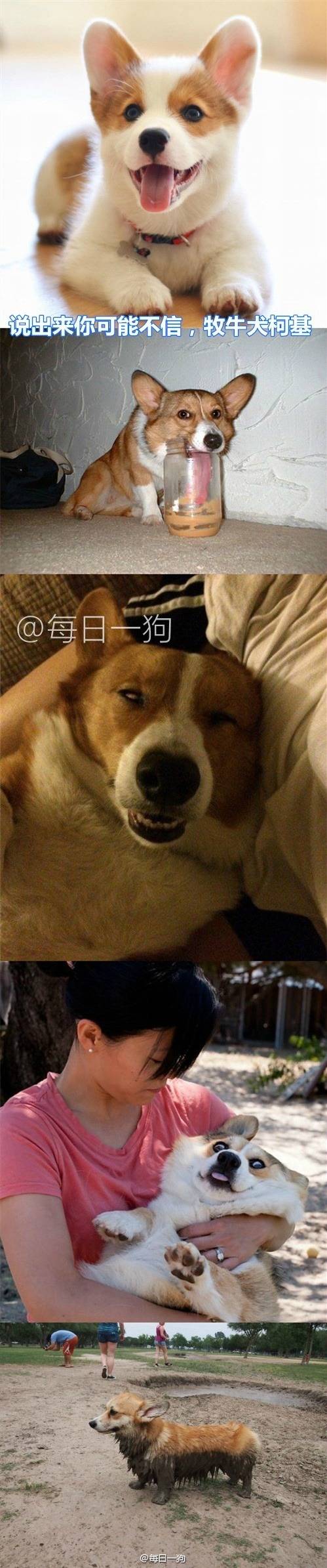 리얼 마이펫의 이중생활 | 인스티즈