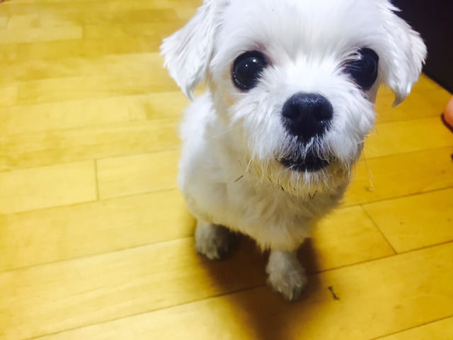 유기견이 왔습니다 | 인스티즈