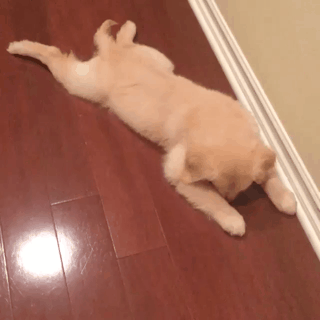 개심심.gif | 인스티즈