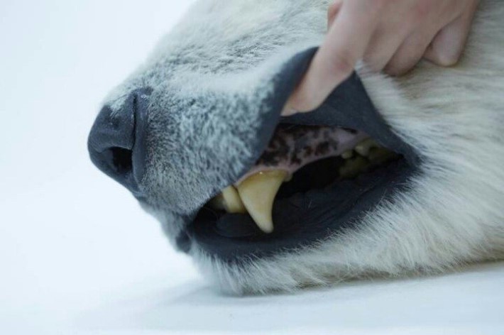 흔한 인형의 디테일ㄷㄷㄷ | 인스티즈