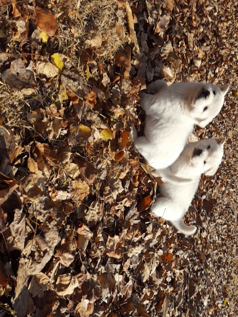 강아지 8남매.gif | 인스티즈