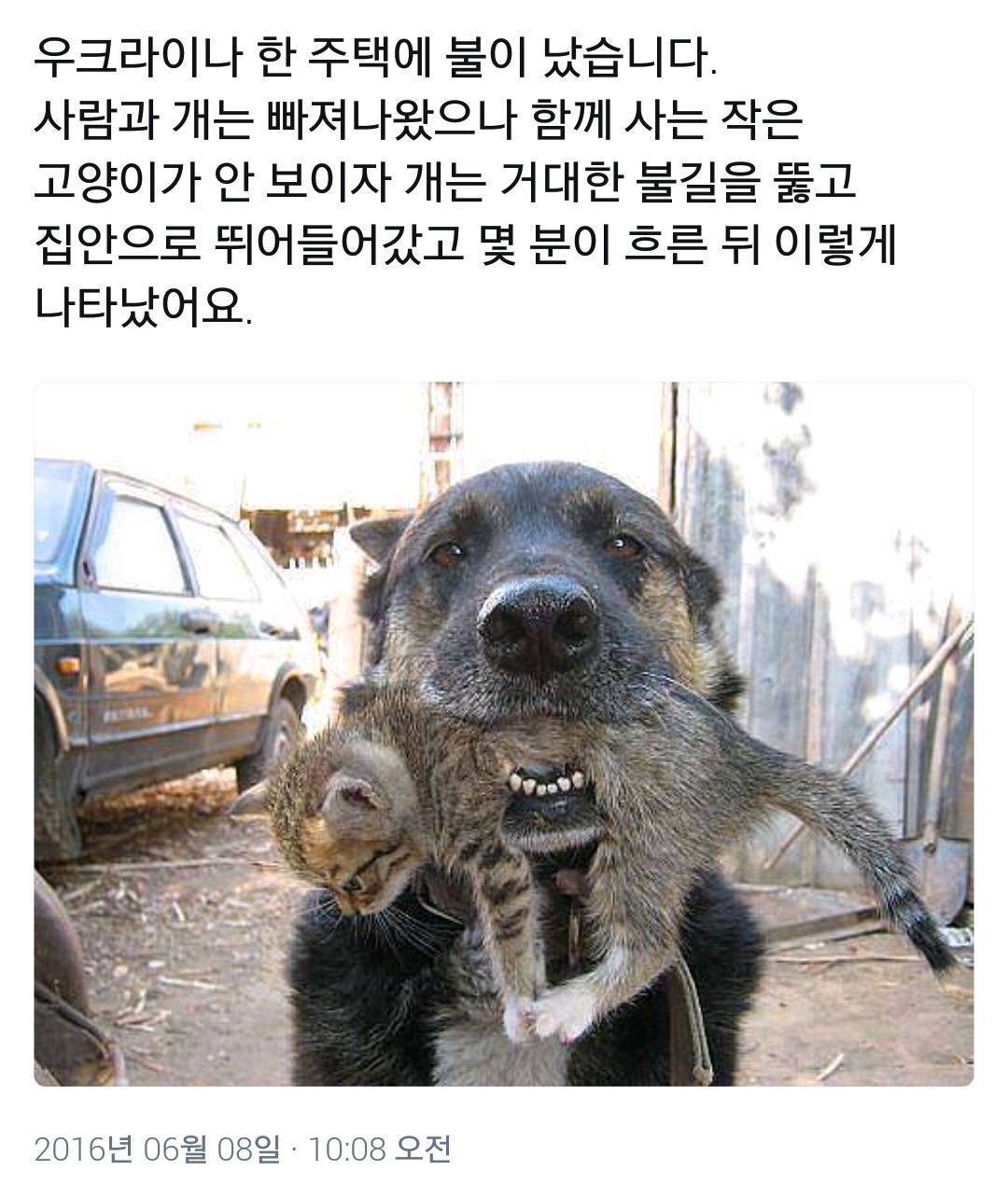 불이 나자 거대한 불길을 뚫고 함께 사는 작은 고양이를 구해낸 개 | 인스티즈