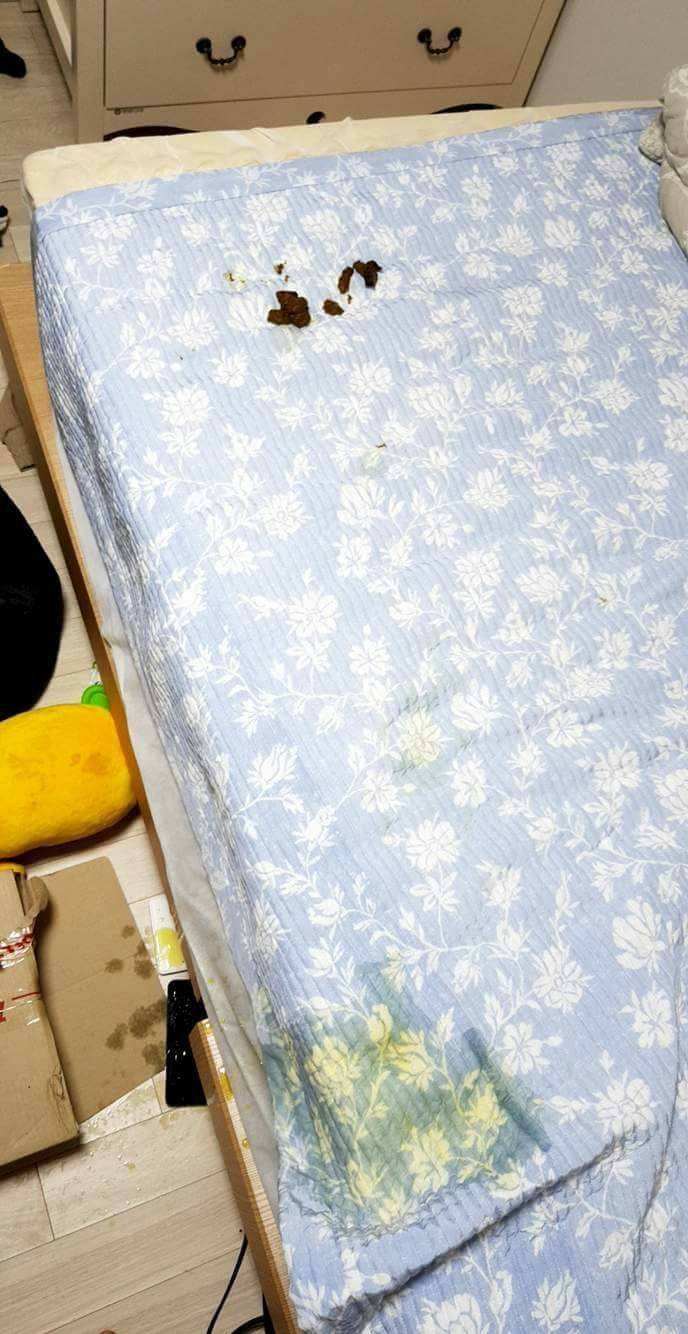 강아지 키울때 빡치는거 | 인스티즈