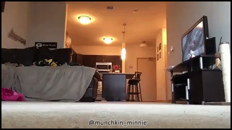 집사 따라다니는 고양이 | 인스티즈