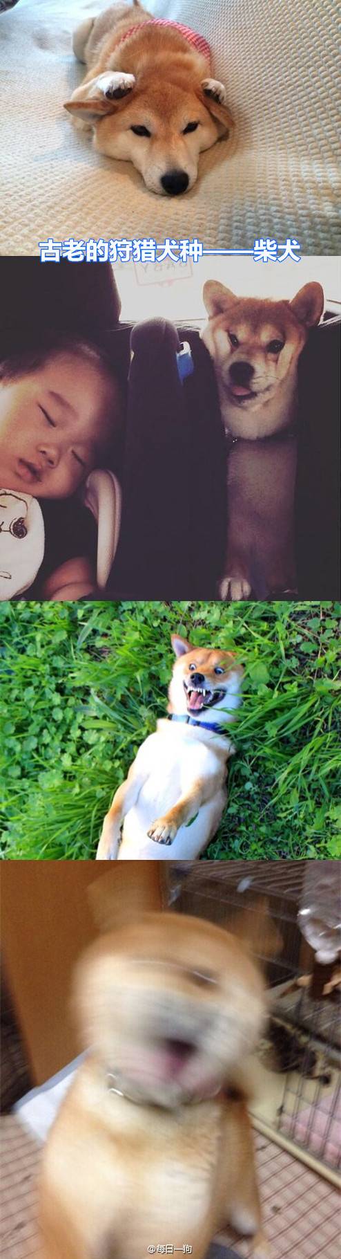 리얼 마이펫의 이중생활 | 인스티즈