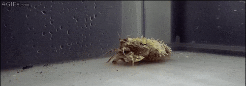 갑오징어의 위장기술.gif | 인스티즈